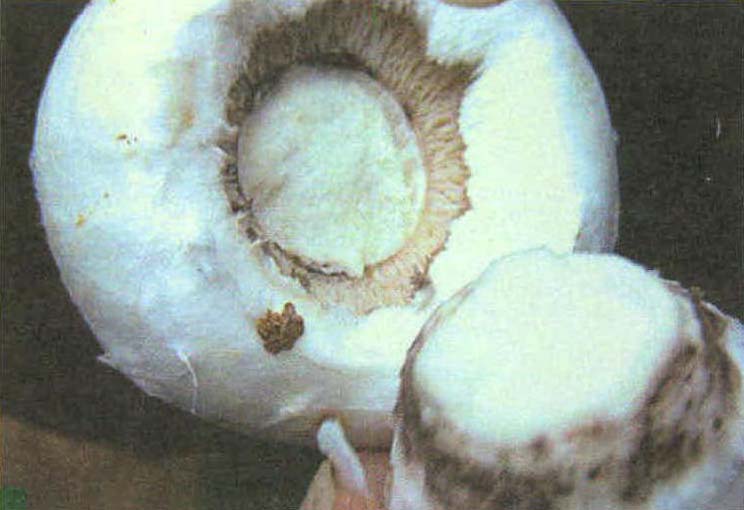 蘑菇褶霉病